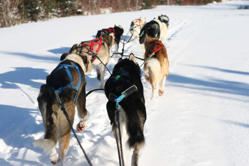 Mushing shop sales