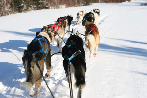 Fox Den Tour - Dogsledding for 4 (Adults with children*)