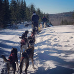 Wolf Pack Tour - Dog sledding for 4 adults*